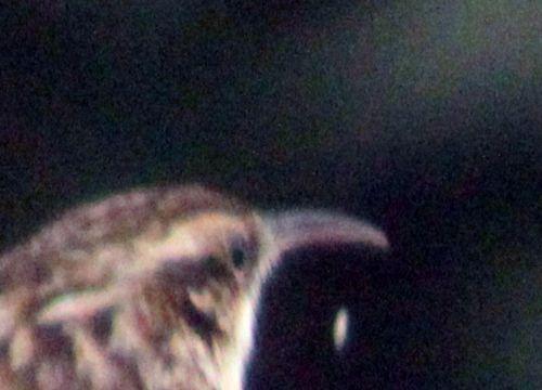 h grimpereau bec 5 mars 2013 034.jpg