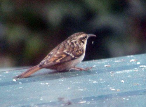 1 grimpereau 5 mars 2013 034.jpg