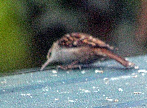 grimpereau 5 mars 2013 p 034 (1).jpg