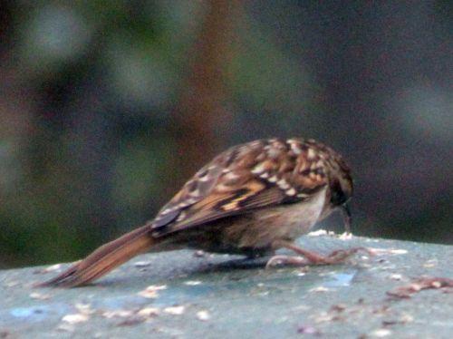 grimpereau 5 mars 2013 034 (4).jpg