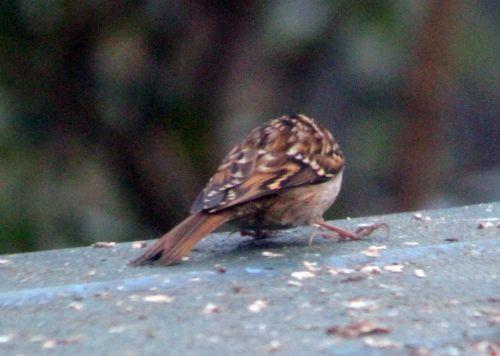 grimpereau 5 mars 2013 034 (3).jpg