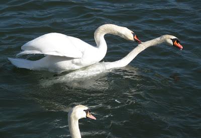 Des cygnes de l'approche du printemps…