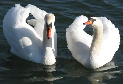 Des cygnes de l'approche du printemps…