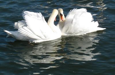 Des cygnes de l'approche du printemps…