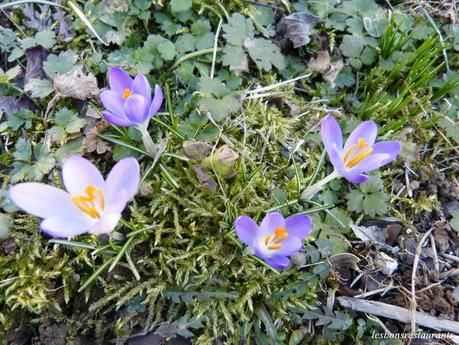 LES PREMIÉRES FLEURS DU JARDIN