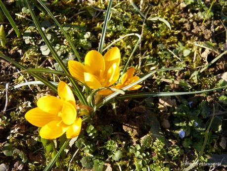 LES PREMIÉRES FLEURS DU JARDIN