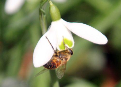 syrphe 5 mars 2013 028.jpg