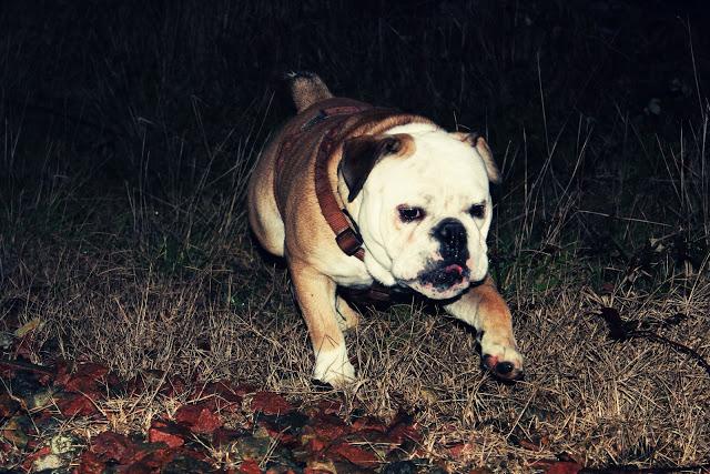 Pictures of December