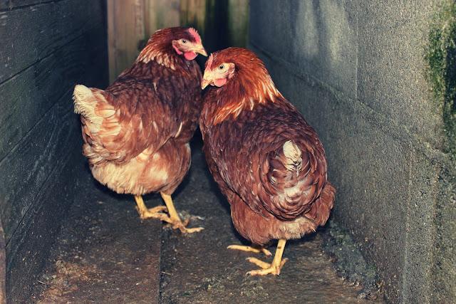 Pictures of December