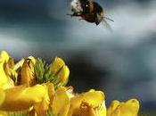 abeilles plantes communiquent signaux électriques