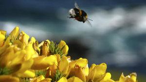 Les abeilles et les plantes communiquent par signaux électriques