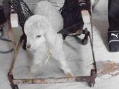 Visite l'élevage chèvres angora Péronne