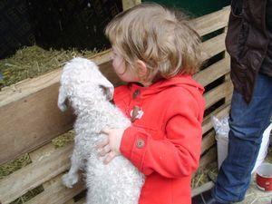 Visite à l'élevage de chèvres angora de Péronne IMG_2543