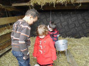 Visite à l'élevage de chèvres angora de Péronne IMG_2547