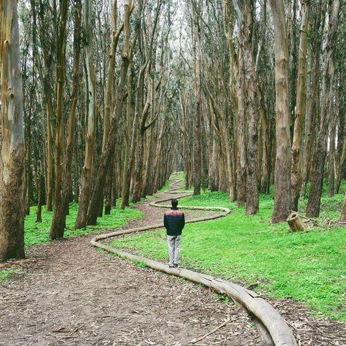 Wood line goldsworthy