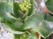 Kalanchoe