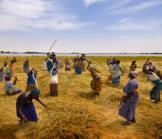 Côte d'Ivoire : Louis Dreyfus et l'État signent pour des terres, mais quid des paysans ?