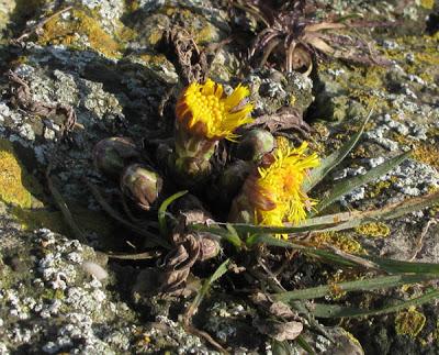 Tussilage… un peu de retard à la floraison