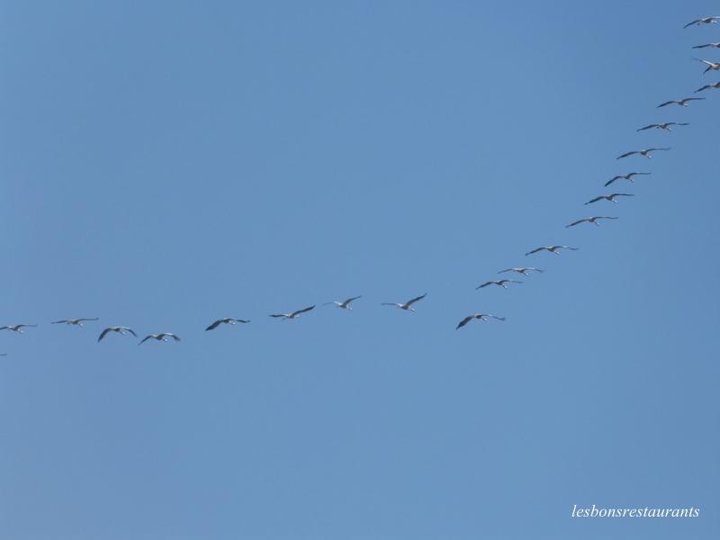 LES GRUES CENDRÉES