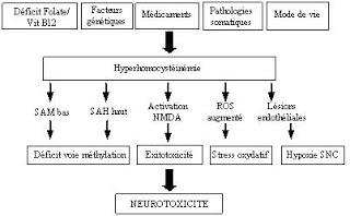 Folate et programmation fœtale : une pièce du puzzle épigénomique?
