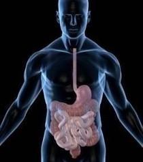 On a découvert un nouvel organe de 1.5 kg dans le corps humain