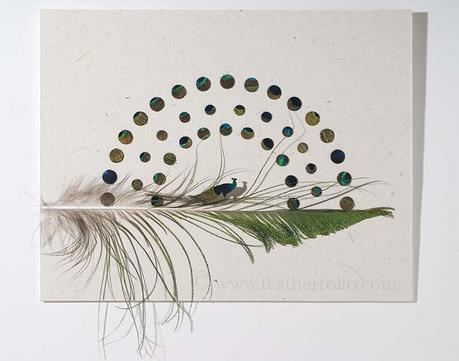 Peacock Attraction - India Blue Peacock feathers - Chris Maynard