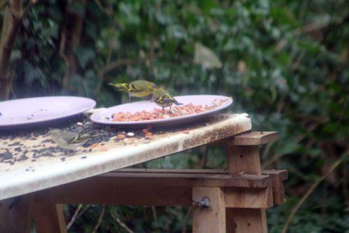 1 tarin veneux 7 mars 2013 013.jpg