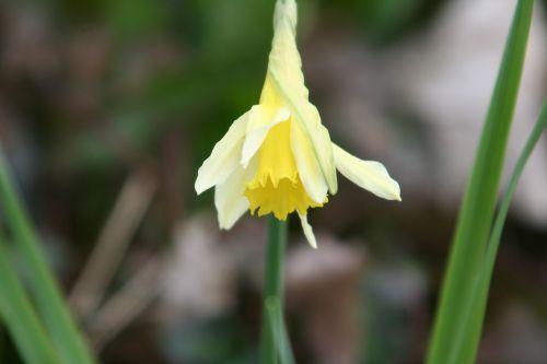 2 narcissus pseudonarcissus 2 mars 003.jpg