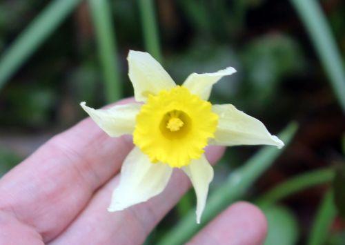 3 narcissus pseudonarcissus veneux 7 mars 2013 010.jpg