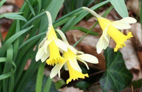 1 narcissus pseudonarcissus veneux 7 mars 022.jpg