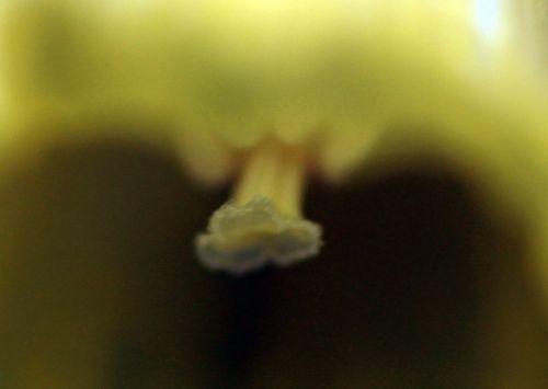 7 narcissus pseudonarcissus veneux 7 mars 2013 036.jpg