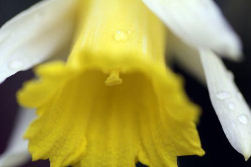 5 narcissus pseudonarcissus veneux 7 mars 2013 002.jpg