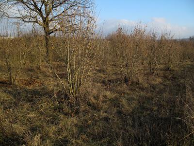 Noisetiers truffiers