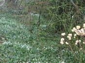 Edgeworthia chrysantha