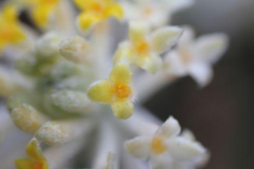 7 edgeworthia veneux 8 mars 2013 024.jpg
