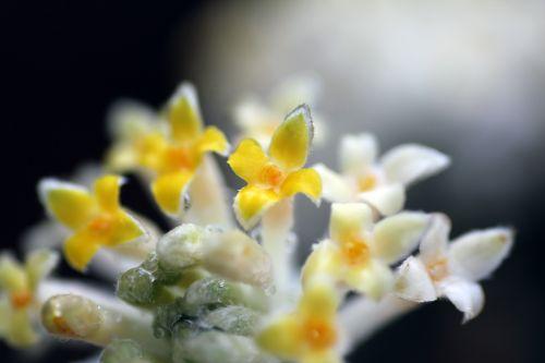 8 edgeworthia veneux 8 mars 2013 026.jpg