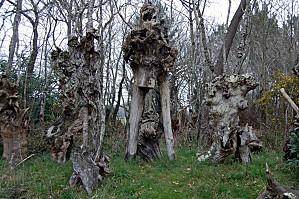 Belle Ile février (85) [1600x1200]