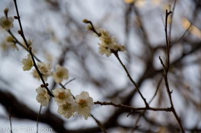 Ume no Hana, les pruniers en fleurs