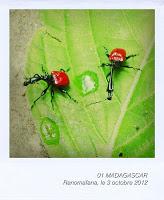 01 | A la recherche de la ptite bête à MADAGASCAR