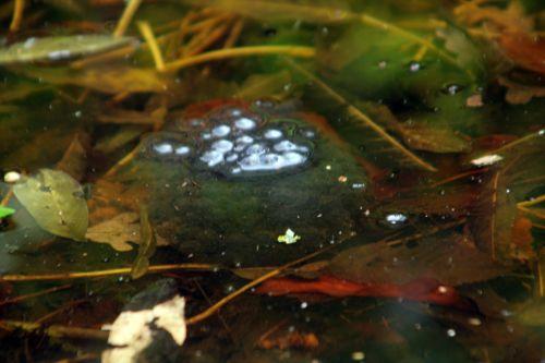 rana veneux 9 mars 2013 004.jpg