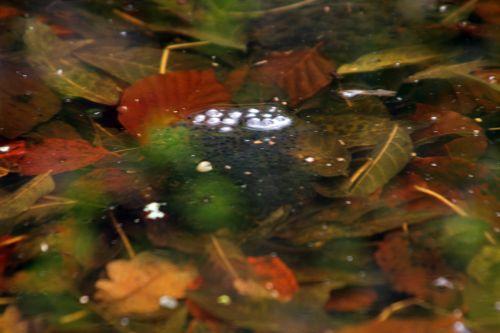 rana veneux 9 mars 2013 005.jpg
