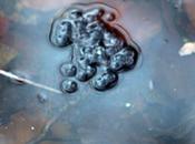 grenouilles sont arrivées