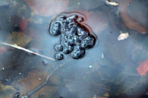 rana veneux 9 mars 2013 001.jpg