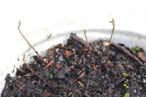 1 amelanchier alnifolia 9 mars 2013 026.jpg