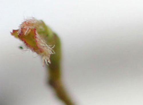 6 amelanchier alnifolia r 9 mars 2013 023.jpg