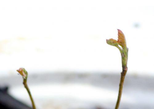 2 amelanchier alnifolia 9 mars 2013 025.jpg