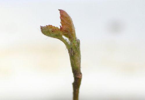5 amelanchier alnifolia 9 mars 2013 019.jpg