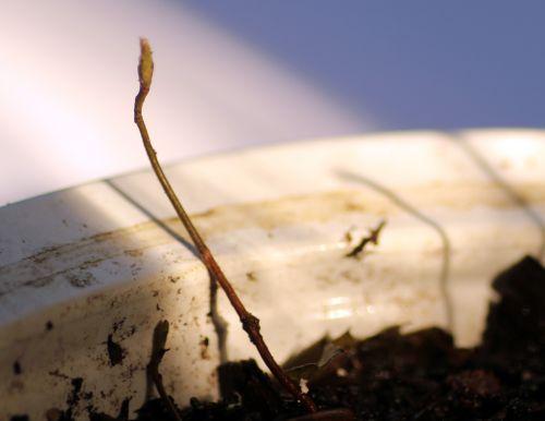 3 amelanchier alnifolia 9 mars 2013 011.jpg