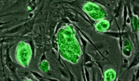 стволовые клетки микроскоп наука 