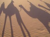 suivi l'étoile berger